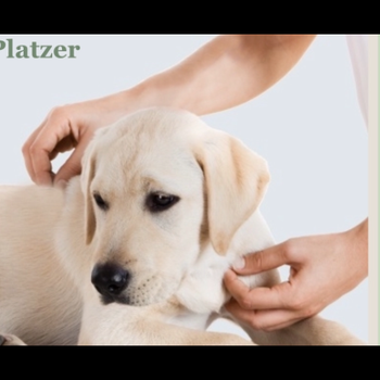 Vorschau von Tierphysiotherapie-Platzer