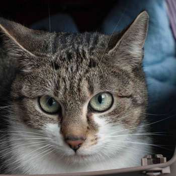 Preview of Heidetierärzte GbR Dr. Nicolae & Dr. Petzold
