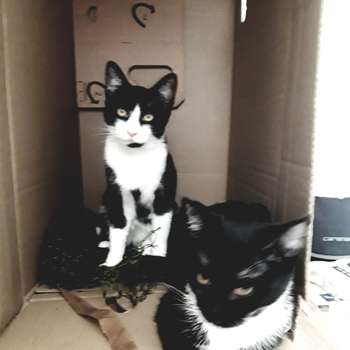 Vorschau von 4pets Tierarztpraxis Dr. Eva Meschan