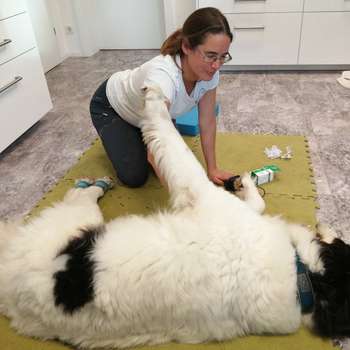 Vorschau von Tierarztpraxis f. Physiotherapie u. Chiropraktik, Mag. Karin Marinkovits