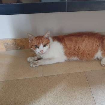 Vorschau von Tierklinik Neuhofen