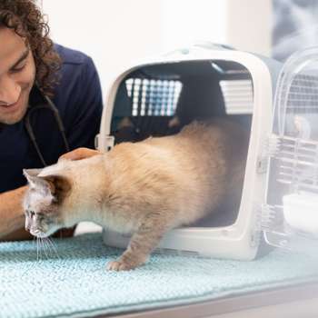 Vorschau von AniCura Tierklinik Trier
