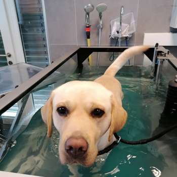 Vorschau von Hundagil - Tierphysiotherapie und Hundeosteopathie