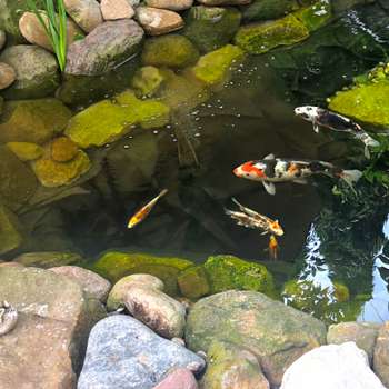 Vorschau von Tierärztliche Praxis für Fische