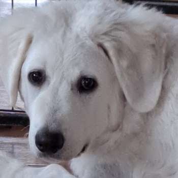 Preview of AS-Hundephysiotherapie