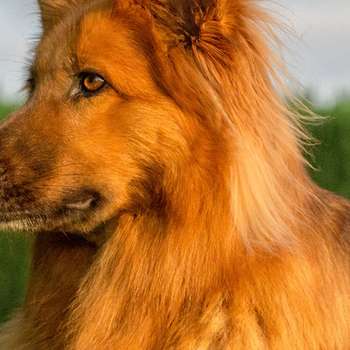 Preview of Hundephysiotherapie Dr. med. Petra Weber