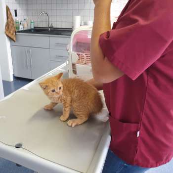 Vorschau von Thorsten Schröder, Tierarzt