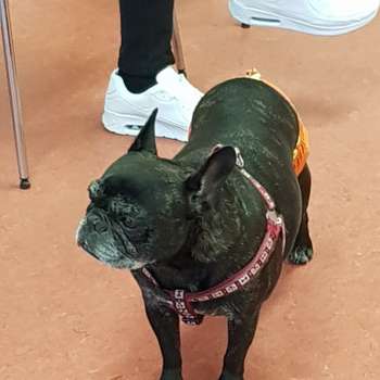 Vorschau von Dr. med.vet. Axel Kilo Tierarzt & Katzenpension