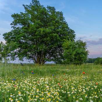 Vorschau von Tierarztpraxis Am Mellensee