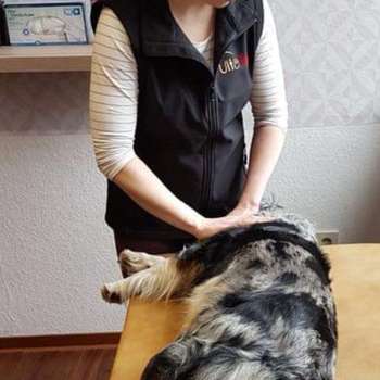 Vorschau von Vitafit Hundephysiotherapie und Naturheilkunde für Pferd und Hund