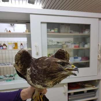 Vorschau von Diethelm Graf von Plettenberg Kleintierklinik
