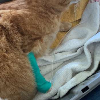 Vorschau von Dr.med.vet. Sabine Sinowatz Tierärztin