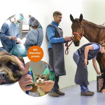 Vorschau von Tierärztliche Klinik f. Pferde - Dr. Knut Anders - Notfallbereitschaft f. Pferde
