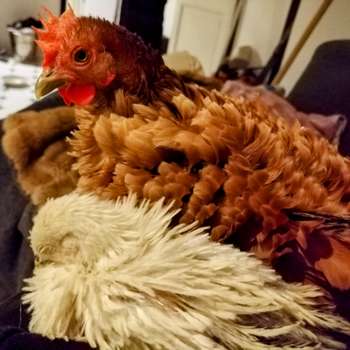 Vorschau von RUMI-Vet, Tierärztliche Praxis, Dr. M. Thumes, Dr. G. Gau, J. Thumes