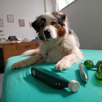 Preview of PhysioDog Hundephysiotherapie