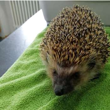 Vorschau von Dagmar Schmidt Tierärztin