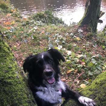 Vorschau von Hund-Osteo