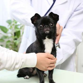 Vorschau von Tierarzt Bräuningshof, Die Tierischen - Zentrum für Tiergesundheit