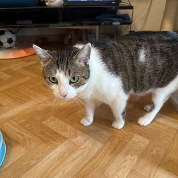 Vorschau von felmo Mobiler Tierarzt Wiesbaden