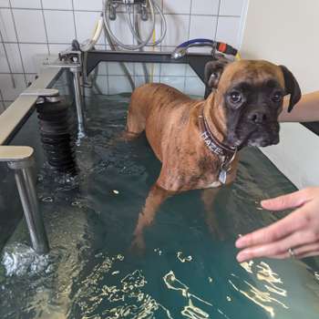 Vorschau von TierGesundheitsZentrum Ritterhude