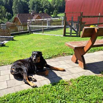 Vorschau von Hundezucht Vom Sonwendsteinblick