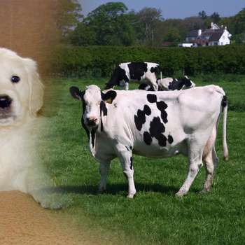 Vorschau von Tierärztliche Praxis Dr. med. vet. E. Yalcin
