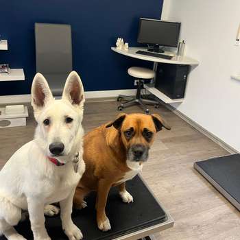 Vorschau von Die HundePraxis Dr. Uta Ostermann