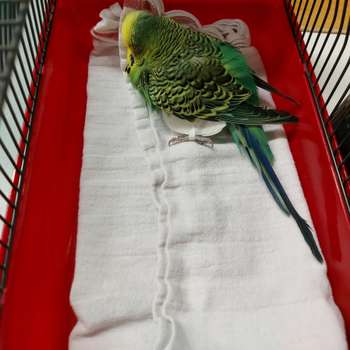 Vorschau von Klinik für Vögel, Kleinsäuger, Reptilien und Zierfische, LMU München