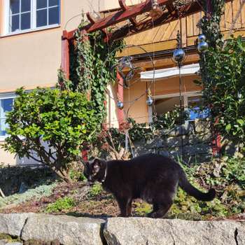 Vorschau von Dr.med.vet. Anni Fütterer Tierärztin