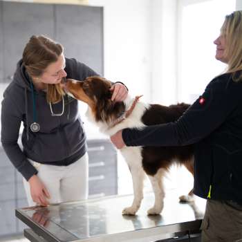 Vorschau von KLEINTIERPRAXIS der Tierklinik Maischeiderland