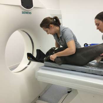 Vorschau von Kompetenzzentrum Kleintiermedizin Dr. Valeska Furck