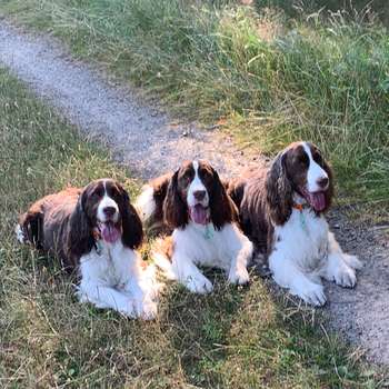 Vorschau von Dog IN Motion- Hundeosteopathie und Physiotherapie