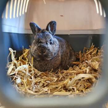 Vorschau von Kleintierpraxis Sudweyher Heide