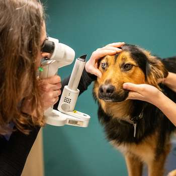 Vorschau von Dr.med.vet. Petra Geisser Tierärztin
