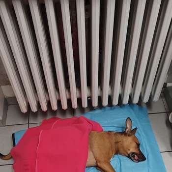 Vorschau von Kleintierpraxis Cl. Börgel / Tierärztliche Klinik Dr. Markus & Dr. Börgel