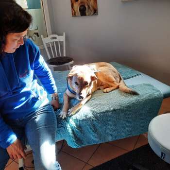 Vorschau von dogandrun Tierphysiotherapie - Marie-Christine Teichert