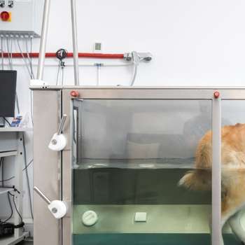 Preview of Tierphysiotherapie Berlin, Physiotherapie der Tierarztpraxis am Arnimplatz