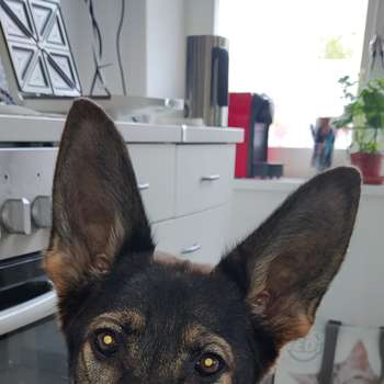 Vorschau von Fennewald Ines Dr.med.vet. Kleintierpraxis