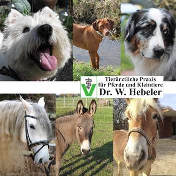 Vorschau von Wolf Günther Hebeler Tierarzt für Pferde und Kleintiere