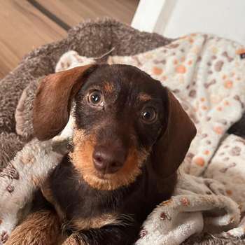 Vorschau von Tierärztliche Gemeinschaftspraxis Meetschow