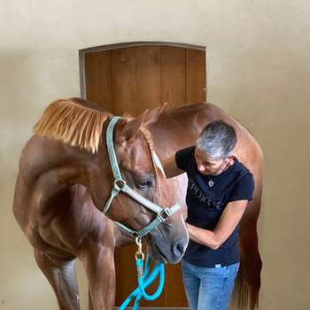 Preview of Tierphysiotherapie Soest
