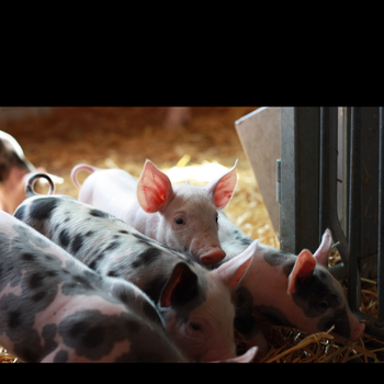 Vorschau von Tierarztpraxis für Schweine Dr. med. vet. Sebastian Fröhlich