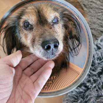 Preview of Dr.med.vet. Ralf Hartmann Tierärztliche Klinik