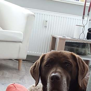 Vorschau von Tierphysiotherapie Hannover