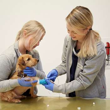 Vorschau von Tierärztliche Praxis für Kleintiere Dr. med. vet. Jasmin Böddeker