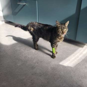 Vorschau von Tierarztpraxis Hippe-Näthe