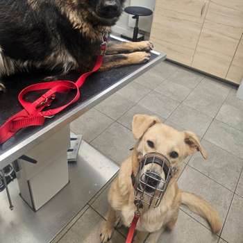 Vorschau von Tierarztpraxis Schlupp Dr.med.vet.