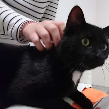 Vorschau von Tierärztliche Praxis für Kleintiere Dr. med. vet. Uwe Reinhard