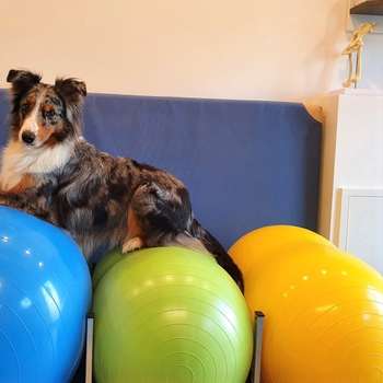 Vorschau von Tierphysio Morgenstern | Zentrum für Tiergesundheit