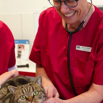 Vorschau von Kleintierpraxis Dr. Durka, Tätigkeitsschwerpunkt Katzenmedizin